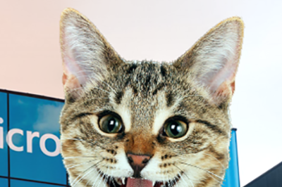 Самый милый пост в истории Tproger: жизнь программиста в гифках с котиками